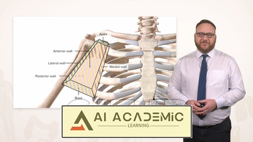 آناتومی زیربغل