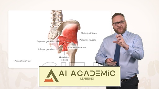 آناتومی ناحیه گلوتئال (سرینی)