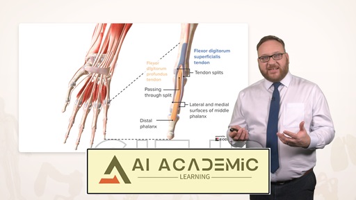 آناتومی دست