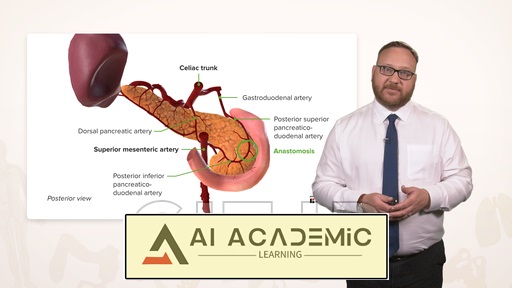 آناتومی پانکراس و طحال