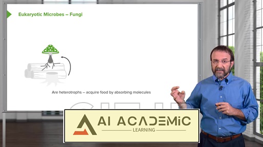 قارچ‌ها (Fungi)