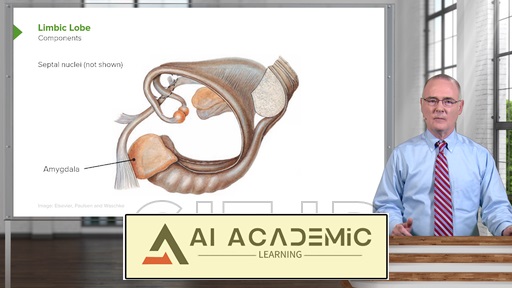 سیستم لیمبیک