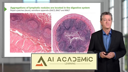 بافت‌شناسی لنفاوی