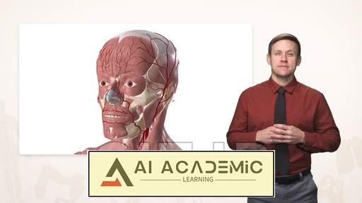 عروق عصبی سر