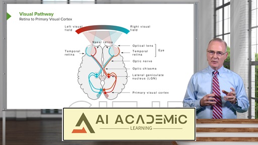 مسیرهای بینایی